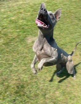 Predám thajského ridgebacka, chovného psa - 7