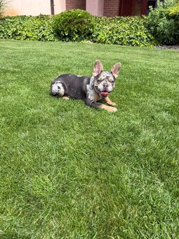 Francuzsky buldoček blue merle fluffy fenka, isabella fenka - 7