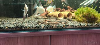 Squaliforma emarginata L011 - 7