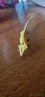 Pagekon riasnatý - PREDÁM - 7