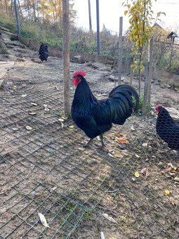 Australorpka čierna - 7