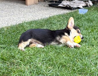 Welsh Corgi Pembroke - 7