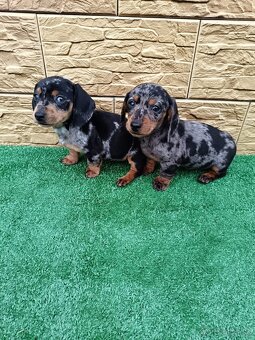 Jazveĉík trpaslicí - 7