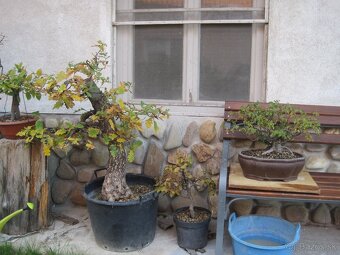 BONSAI,BONSAJ-DUB11 - 7