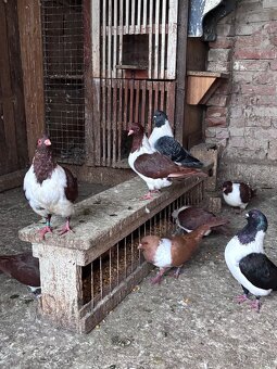 Holuby na predaj - 7