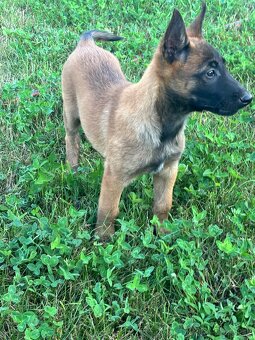 Belgický ovčiak - Malinois - 7
