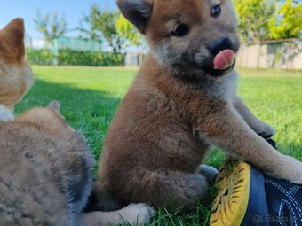 Shiba inu psýky s PP - 7