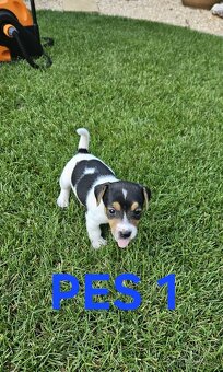 Jack Russell teriér - 7