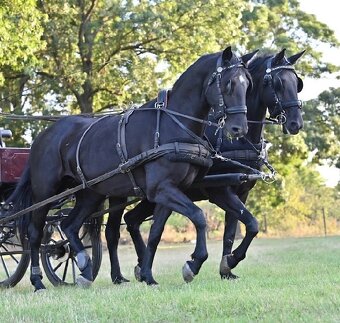 Predám Kladrubákov - 7