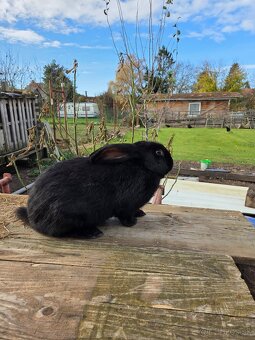 Samcov kralikov nar april 2025 - 7