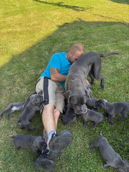 Fenky Cane Corso - 7