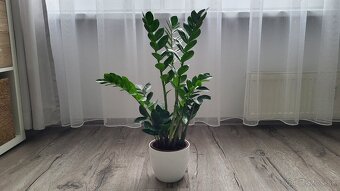 Zamiokulkas (Zamioculcas zamiifolia) - 7