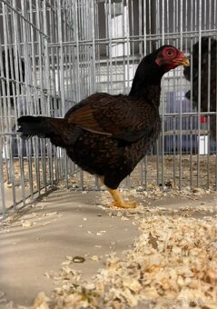 Zdr. Indická bojovníčka bažantia hnedá - 7