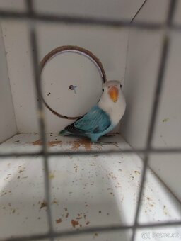 Agapornis fischeri - 7