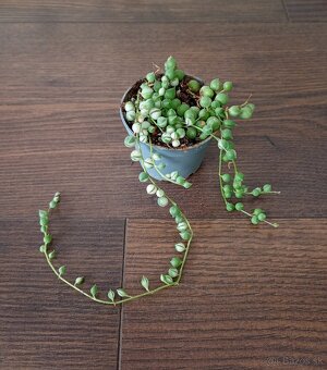 Izbové rastlinky - 7