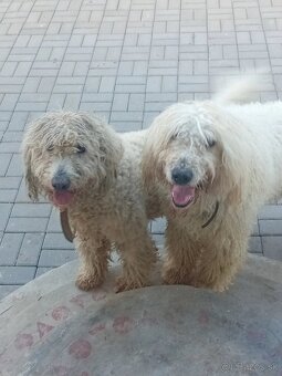 ŠTENIATKA KOMONDOR - 7