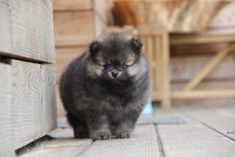 Pomeranian - mini velikost- PP/FCI - 7