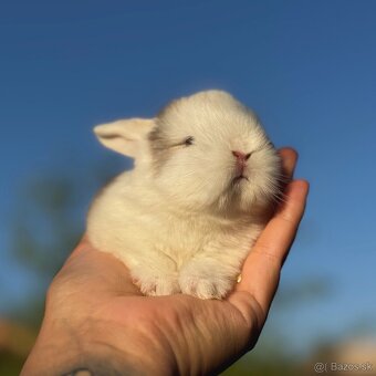 🐰MINILOP ZAKRSLÝ KRÁLIK🩷. - 7