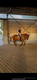 Predám kobylku - 7
