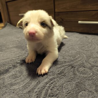 Border kólia šteniatka - 7