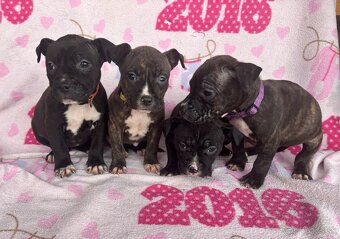 Americký stafordsirsky terier, Stafford, amstaf - 7