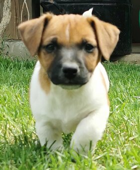 Jack Russel Terier - 7