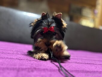 Yorkshire terrier s Preukazom pôvodu FCi - 7