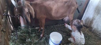 Predám 6 mesačne kozy vhodné do chovu - 7