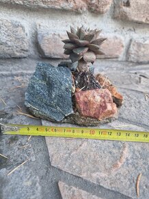 Echevereria purpusorum v skalke - 7