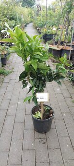 citrusy a palmy - 7