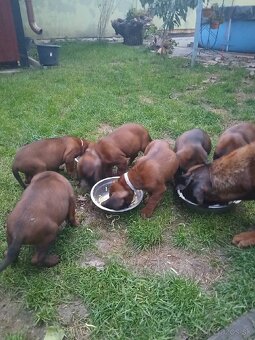 Bavorsky farbiar - 7