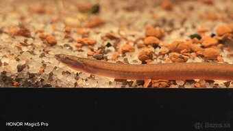 Akvariové ryby (raritky) k odberu - 7