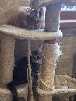 Mainska myvalia, MCO - 7