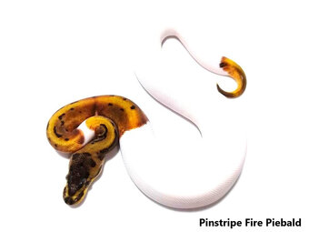 Python regius - 7