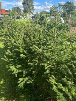 Predám krásne smreky a jedle.🌲 - 7