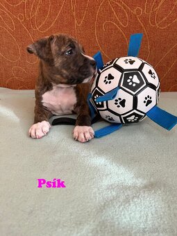 Americky Stafordšírský Terier šteniatka - 7