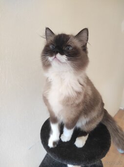Ragdoll mačka - 7