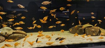 Africke cichlidy malawi - 7