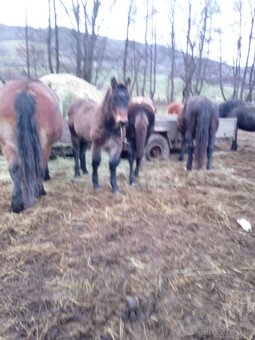 Predám ťažné zriebata - 7