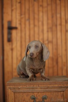 Jazvečík trpaslicip krátkosrsty - 7