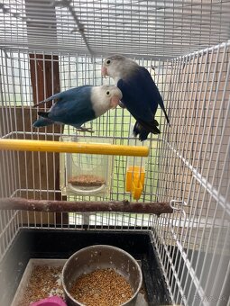 Agapornis fisher chovny par - 7