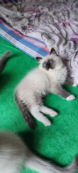Ragdoll koťátka bez PP - 7