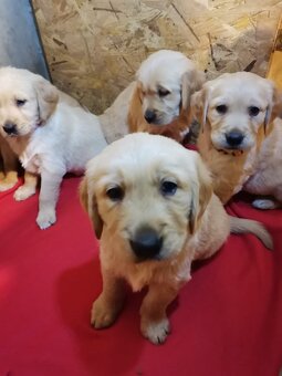 Zlatý retriever - 7