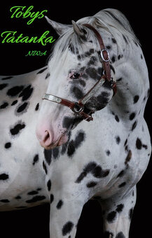 Appaloosa žrebec – pripúšťanie - 7