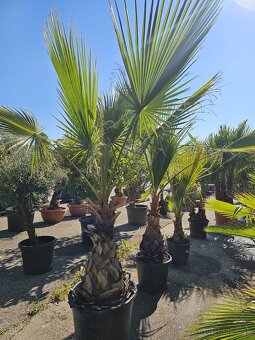 Citrusy palmy olivovniky bananovniky juky agave - 7