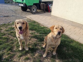 Šteniatka zlatý retriever - 7