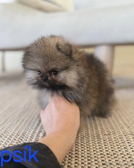 Pomeranian mini - 7