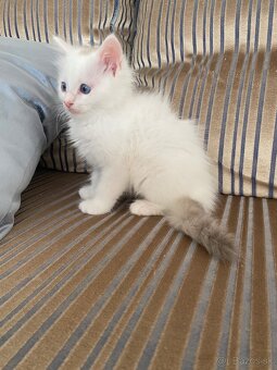 Ragdoll bez pp - 7