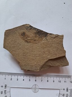 Zbierka fosílií - 7