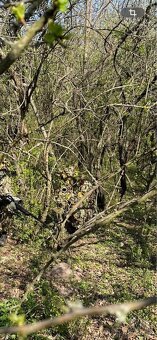 Ghile / leaf suit - 7